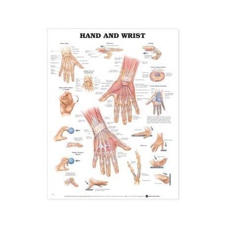 Anatomical Chart Paper- Hand & Wrist