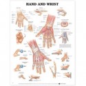 Anatomical Chart (Non-Laminated)- Hand & Wrist